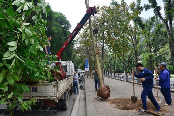 Trồng cây xanh tại Long An