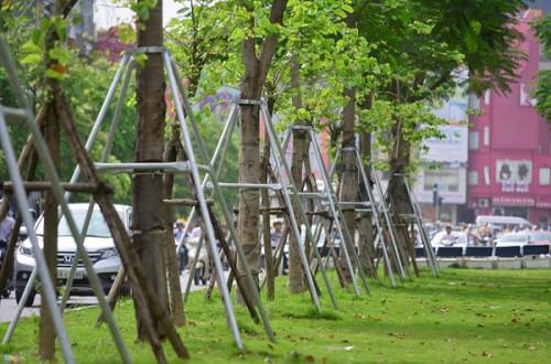 Trồng cây xanh tại Long An