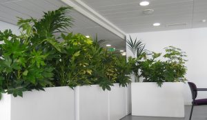 Thuê cây văn phòng tại KCN Mai Trung