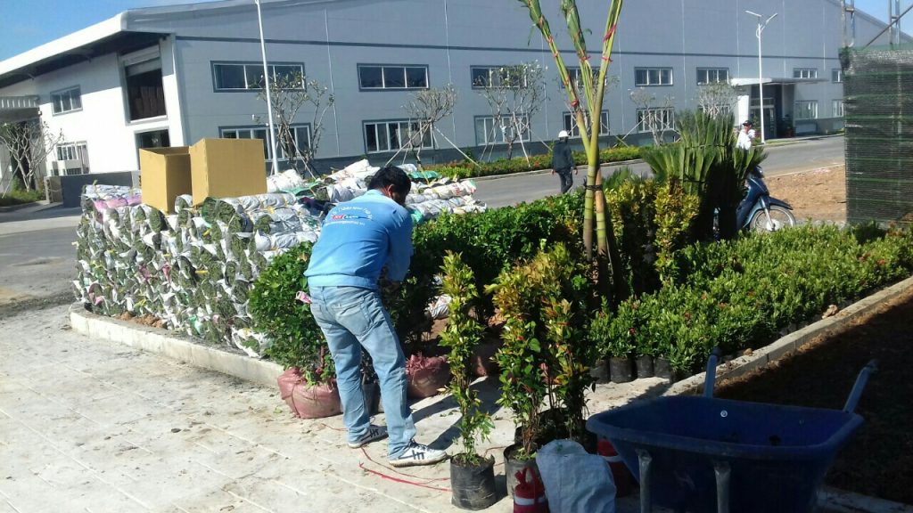 Chăm Sóc Cây Xanh