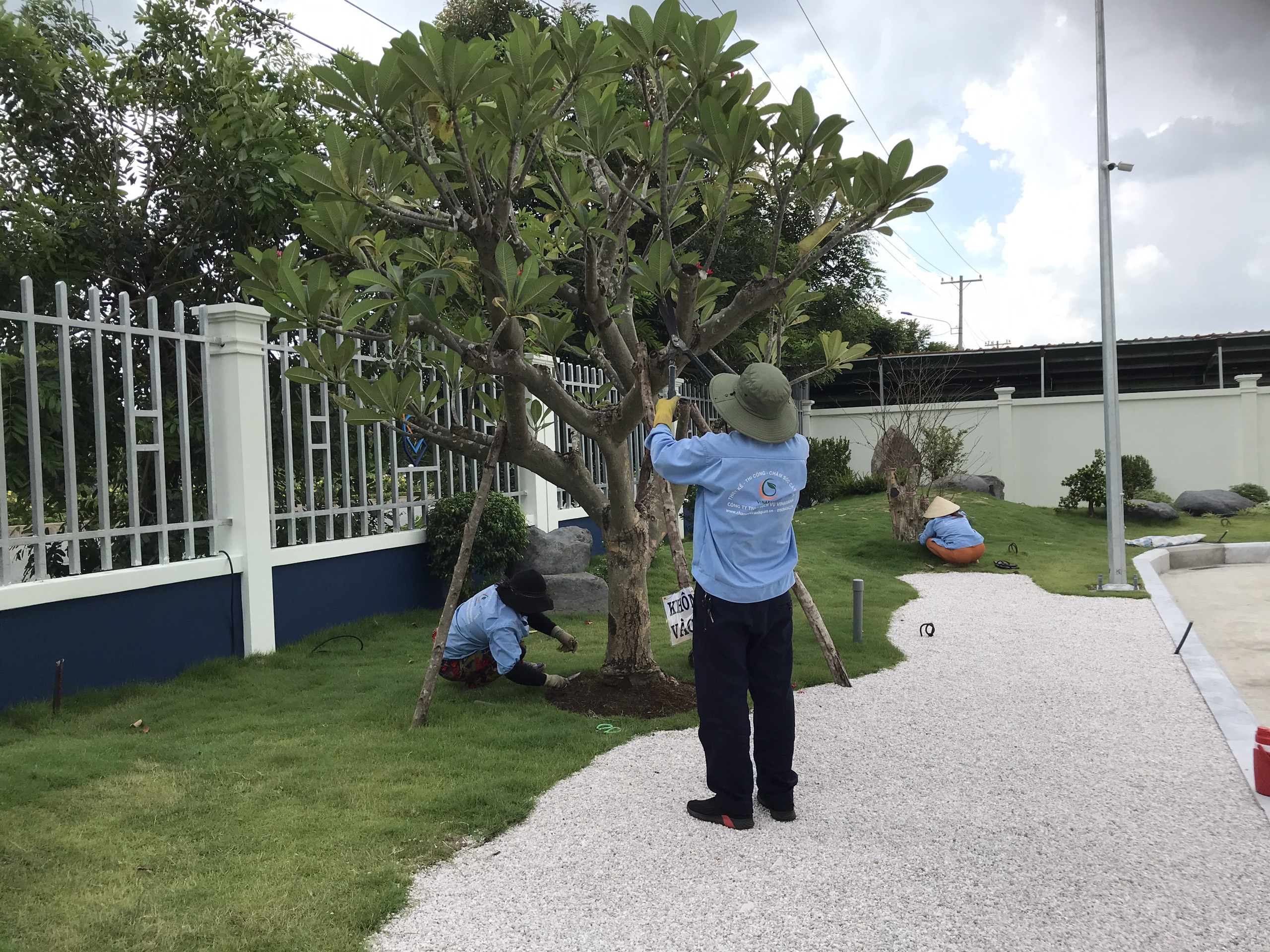 Dịch vụ cắt tỉa cây xanh chuyên nghiệp Dịch vụ cắt tỉa cây xanh chuyên nghiệp