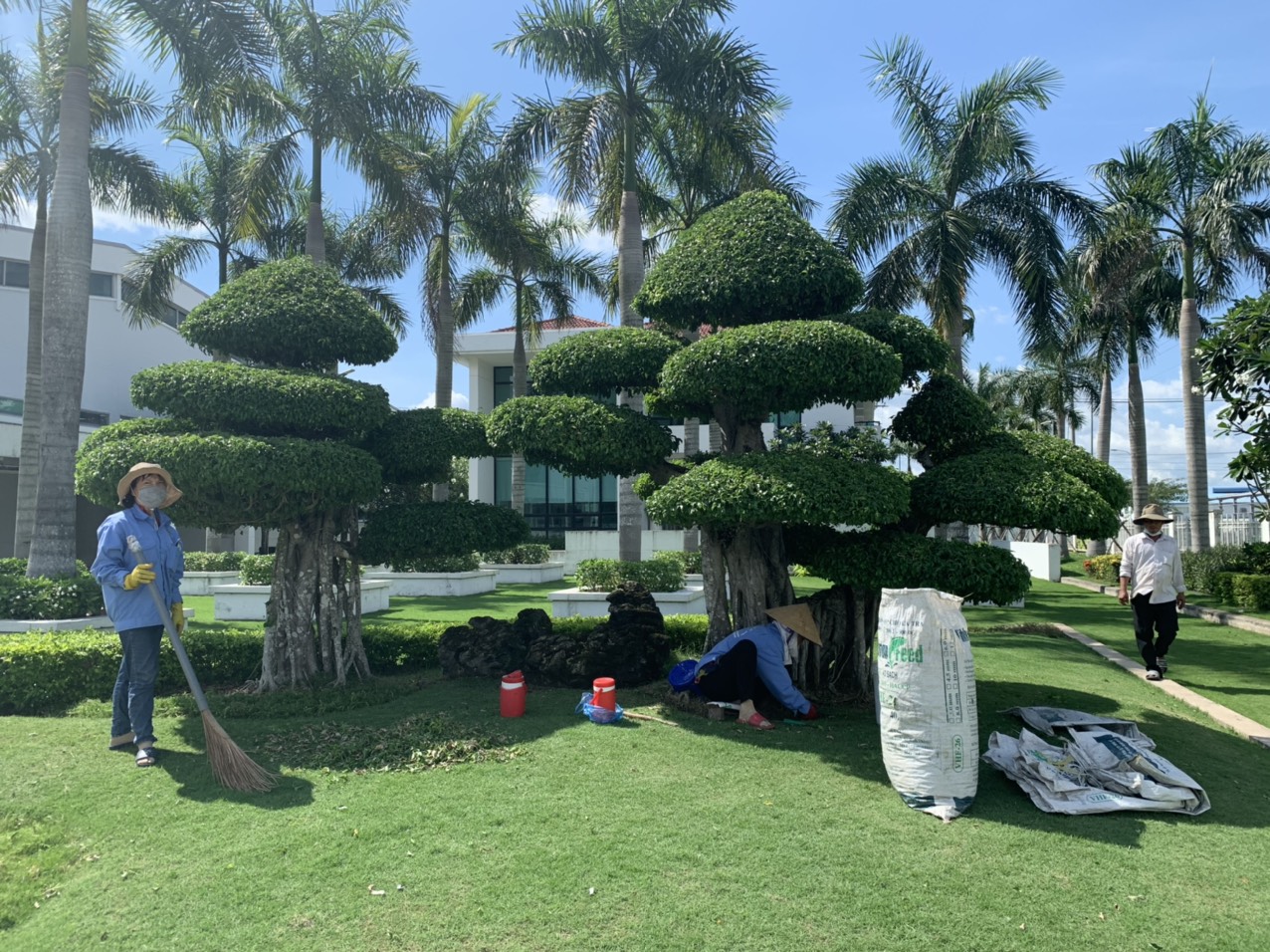 Dịch vụ trồng cây xanh tại Cây Phong Thủy Dịch vụ trồng cây xanh tại Cây Phong Thủy