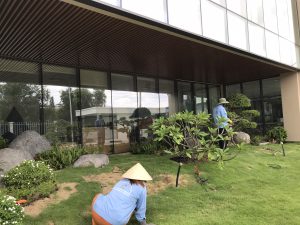 Dịch vụ trồng cây xanh tại KCN