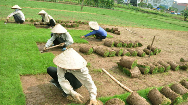 Ưu điểm khi sử dụng dịch vụ của Cây Phong Thủy Ưu điểm khi sử dụng dịch vụ của Cây Phong Thủy