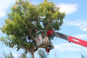 Cắt Tỉa Cây Xanh