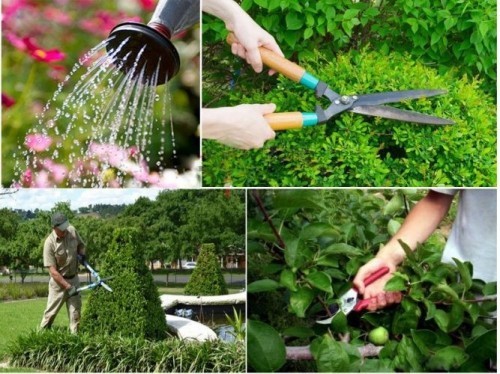 Ứng dụng phổ biến của dịch vụ chăm sóc cây cảnh