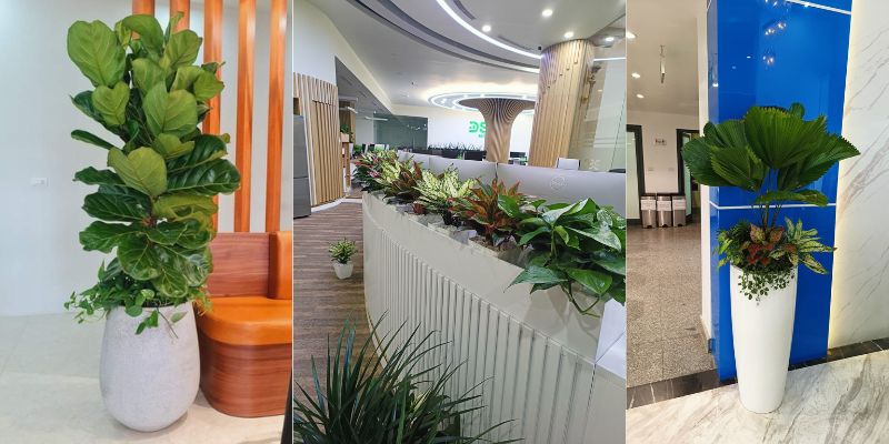 Ứng dụng thực tế của cây xanh văn phòng