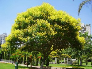 Cung Cấp Cây Xanh