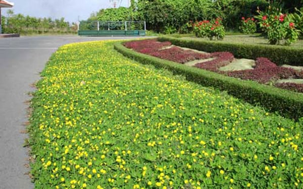 Ứng dụng phổ biến khi trồng cỏ