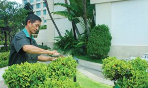 an-khang-dia-chi-cham-soc-cay-xanh-tai-kcn-vsip-binh-duong-uy-tin-hang-dau