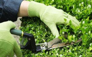 Cắt Tỉa Cây Xanh Tại KCN Mai Trung