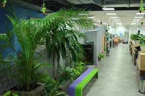 thue-cay-van-phong-tai-kcn-mai-trung