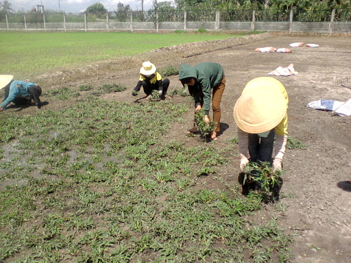 Trồng Cỏ Tại KCN Mai Trung