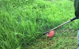 Cắt Cỏ Tại KCN Mỹ Phước – Nhanh Chóng, Chuyên Nghiệp