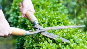 Cắt Tỉa Cây Xanh Tại KCN Thới Hòa – Chuyên Nghiệp, An Toàn, Giá Cạnh Tranh