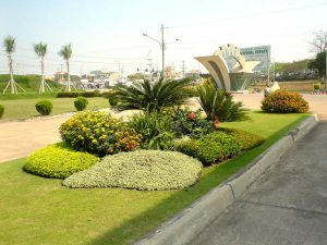 Chăm Sóc Cây Cảnh Tại KCN An Lập