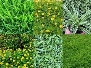 Chọn lựa các loại cỏ phù hợp