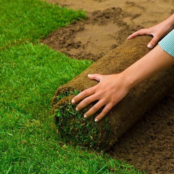 Trồng cỏ tại KCN Thới Hòa