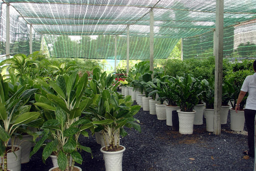 Cách chăm sóc cây cảnh sân vườn Bình Dương