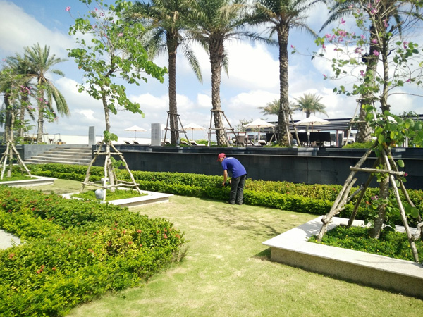 Dịch vụ cắt tỉa cây xanh Bình Dương an toàn