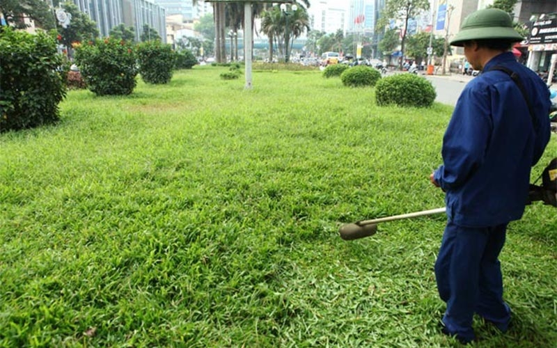 Dịch vụ cắt tỉa cây xanh Bình Dương an toàn