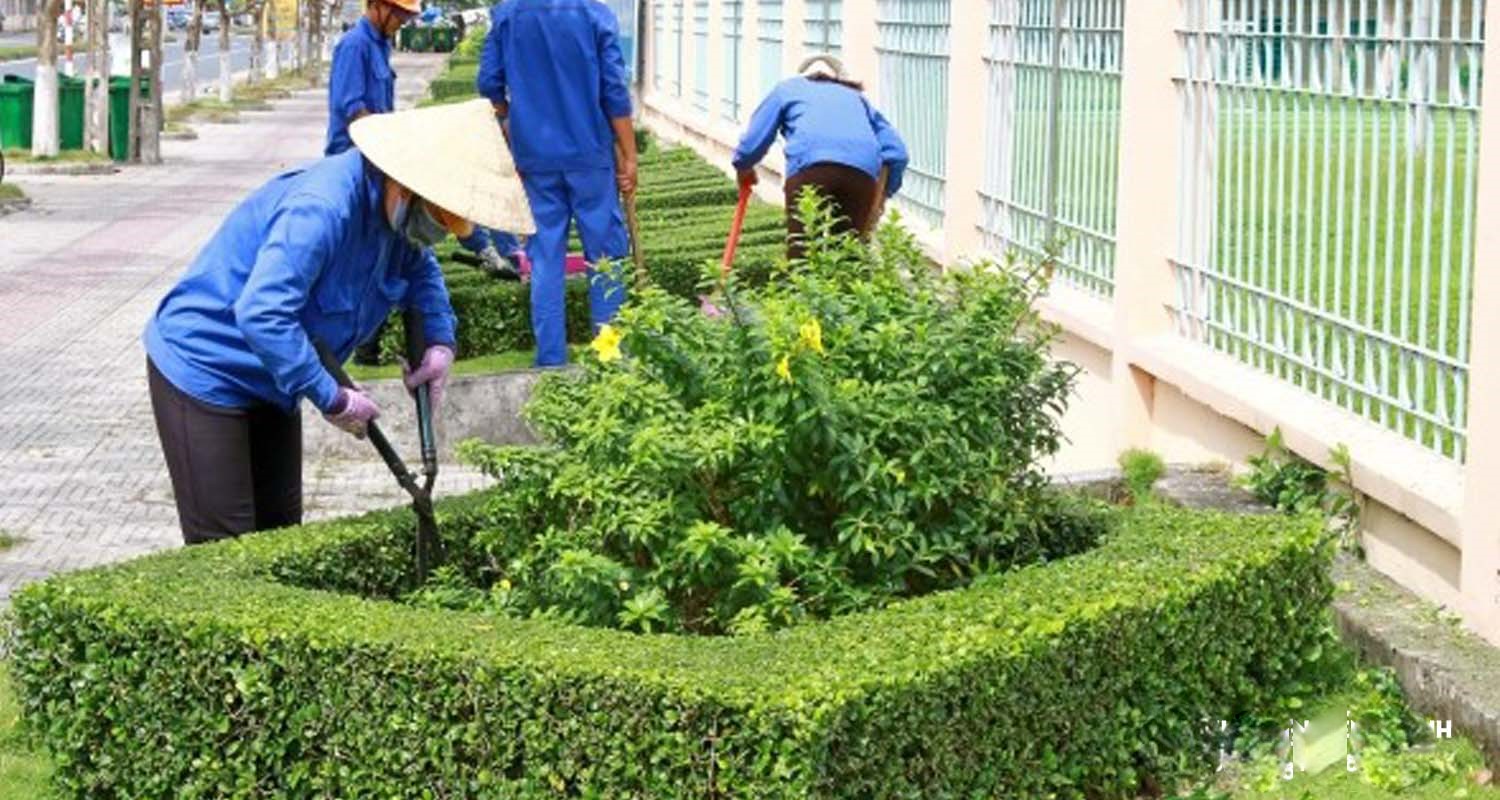 Kinh nghiệm chăm sóc cây xanh đô thị Bình Dương