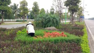 Kinh nghiệm chăm sóc cây xanh đô thị Bình Dương