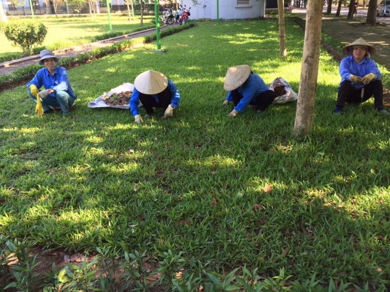 Phòng trừ sâu bệnh cho cây xanh ở Bình Dương