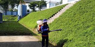 Phòng trừ sâu bệnh cho cây xanh ở Bình Dương