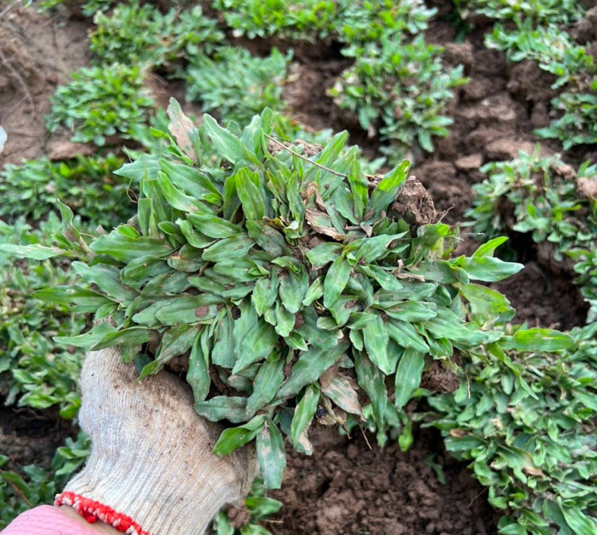 Trồng cỏ tại KCN Đất Cuốc